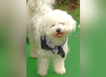 BUBI Bichon Mix