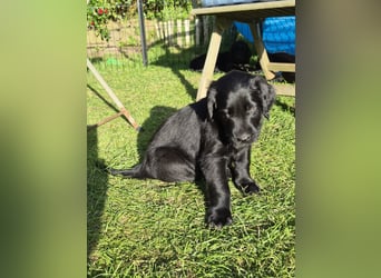 C - Wurf Flat Coated Retriever 2025