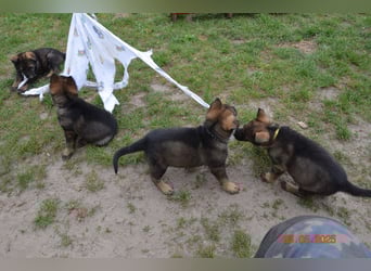 Dunkelgraue Schäferhunde aus Kör-u.Leistungzucht