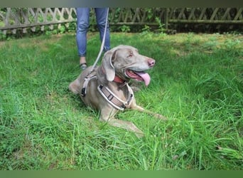 Sally, Weimaranerin, geb. 2014, liebe Familienhündin su. ruhiges Zuhause
