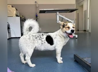 Didier - freundlicher, aktiver, verspielter kleiner Jack Russel-Mix Rüde / z.Zt. noch in Rumänien