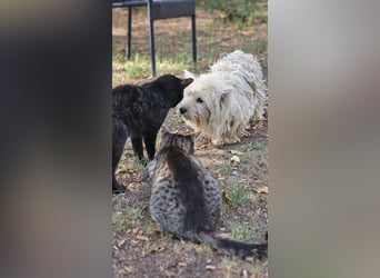 Conchetta sucht ein ruhiges Zuhause