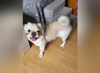 AMALIA - die süße Maus freut sich auf ein tolles Für-Immer Zuhause!