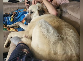 Riesen"Baby"Kangal♥Ares♥ 99718 Greussen