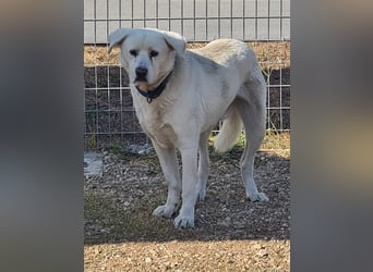 Teo - erfahrenes Zuhause gesucht