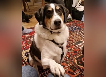 Valentino, verliert unverschuldet sein Zuhause