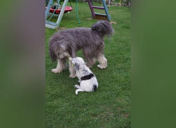 Bergamasker Barbet Mix Doodle Bergamasco Franz. Wasserhund Bergadoodle für Allergiker nicht haarend