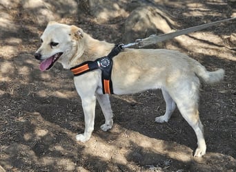 Olandesina: verschmuster Anfängerhund