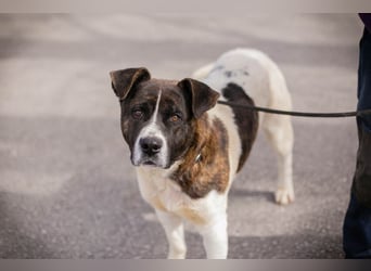 KODA - der hübsche und gelehrige Rüde sucht eine hundeerfahrene Familie