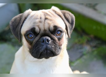 Mops 2.0 Welpen, Rüde, 13 Wochen, Ahnentafel CfdM / VDH / FCI
