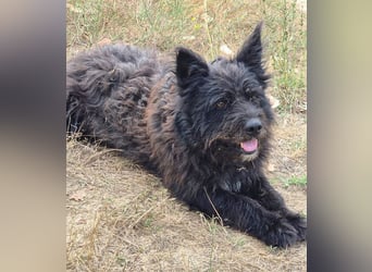 Bueno - freundlicher, verschmuster, ruhiger Schnauzer-Mix Rüde / z.Zt. noch in Rumänien