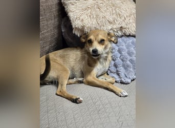 Pixie - Zarte Mama sucht ein eigenes Körbchen