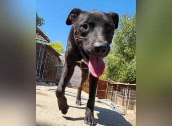 Freundl. Staff-Mix♥Dante♥ Vermittl.CH+AT