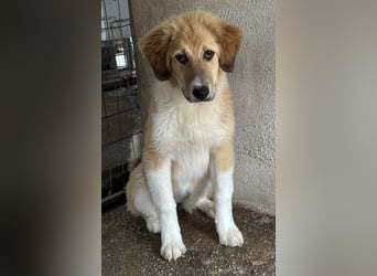 Flikka, geb. ca. 01/2025, lebt in GRIECHENLAND, im städt. Tierheim Serres
