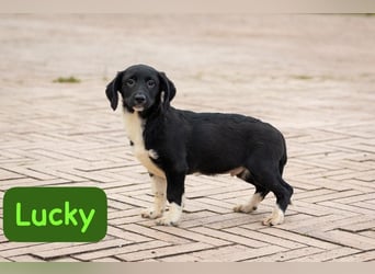 Lucky – auf kurzen Beinen über die Alpen…….