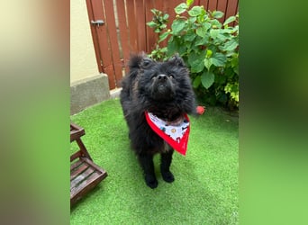 Koda2 – junger Herzenshund mit Kuschelfaktor