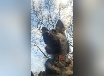 DYANARA - die anhängliche, gelehrige hübsche Maus sucht ein liebevolles Für-Immer Zuhause