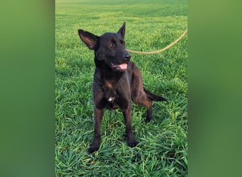 Himerra - schlau und lernwillig