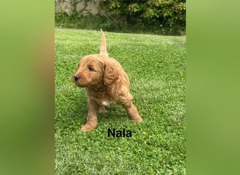 Aussiedoodle / Aussiepoo  F1b