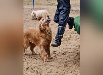Roxi, verschmuste, kinderliebe Golden Retriever Hündin geb. 2018
