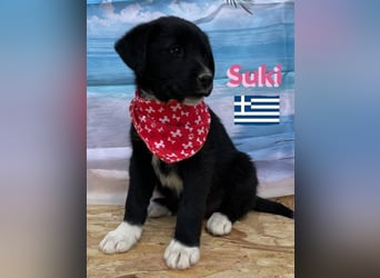 Suki,geb.02/25,zierliches Hundemädchensucht ihre Familie