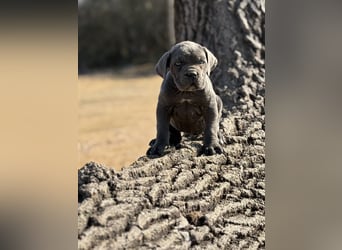 Cane Corso grau  welpen hündin Graue Hündin mit Züchtergarantie EUCH WCh-Linie zu verkaufen