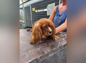 Monty, hübscher Cavalier King Charles Spaniel Rüde geb. 2024