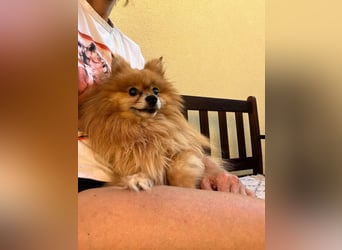 Mogyoro SR- kleiner Pomeranian mit großem Nachholbedarf sucht geduldige Menschen