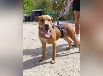 Austin wünscht sich ein eigenes Körbchen