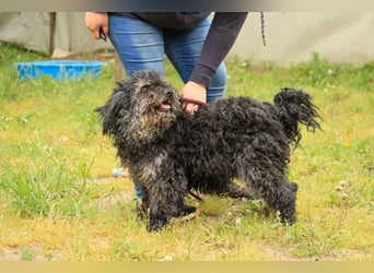 Bogáncs LM – Traumhund auf vier Pfoten sucht Herzensmenschen