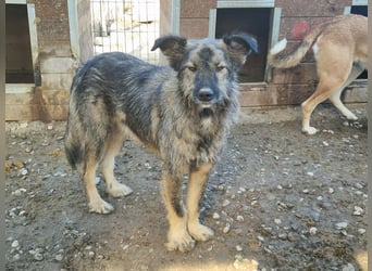 ♥VITO♥ sehr lieber, total süßer, noch etwas vorsichtiger Rüde, der sicher schnell auftaut 55 cm