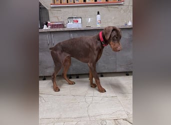 Nilo