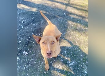 VIKI  ca. 1,5 J. hundeverträgl. Thai Rigdeback-Mix-Hündin sucht