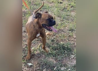 Boxermädel Ersi sucht ein aktives Zuhause.