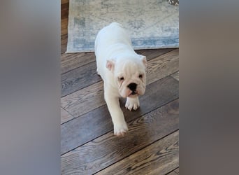 Englische Bulldoggen welpen Top Pedigree FCI