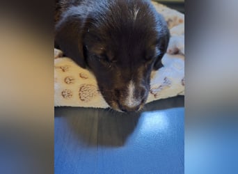 Reacher - tapferer Hundejunge