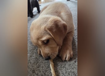 Labradorwelpen
