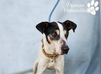 Benyamin ist fröhlich und sehr menschenbezogen (eher Einzelhund)
