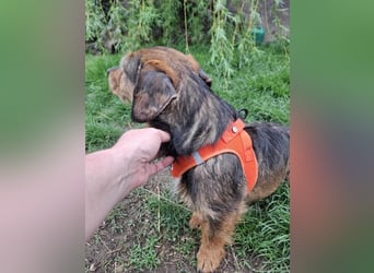 Zizi, kleine Dackel Dame möchte um die Wette flitzen
