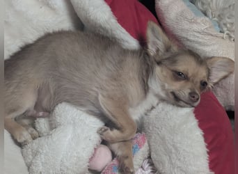 Chihuahua Rüden