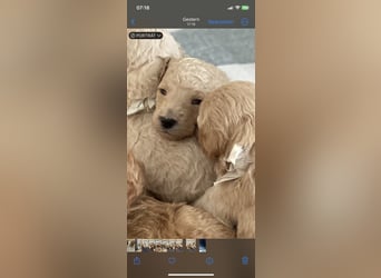 Goldendoodle F1bb Welpen -Liebevoll aufgezogen!