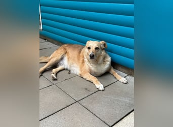 ♥LINETT♥ neu auf Pflegestelle bei Köln - süße, ruhige, unkomplizierte Hündin 52 cm