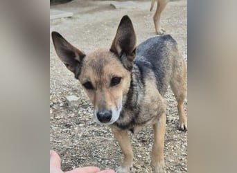 Notfall Leon-6 Jahre imTierheim
