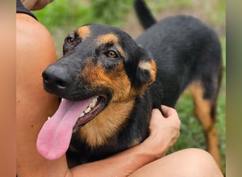 Dixie sucht eine liebe Familie!