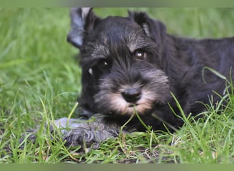 Zwergschnauzer Welpe schwarz silber  darf sofort ins neue Zuhause