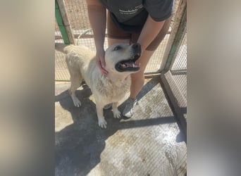 Und dann kam BAILEY - ein liebevoller Hundeopi mit trauriger Vergangenheit sucht endlich sein Glück
