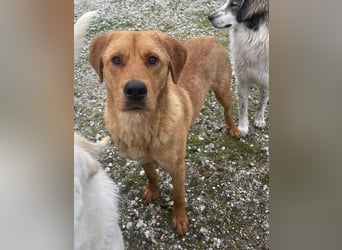 Valor, geb. ca. 05/2024, lebt in GRIECHENLAND, auf einem Gelände, auf dem die Hunde notdürftig verso