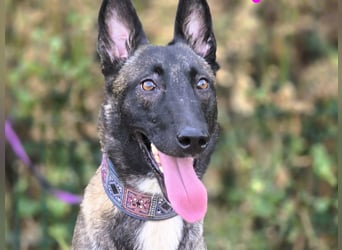 Kenya 10/2024 (ESP) - lebensfrohe und liebevolle, wunderschöne Malinois Junghündin!