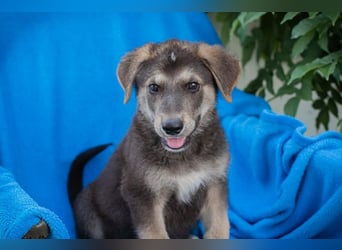 Chip 269217: Hundekind sucht ein Zuhause