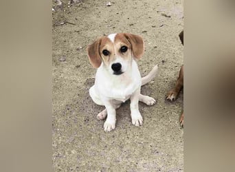⭐️Daja⭐️, Hündin, 3 Monate, 20 cm, Mischling, Tierschutz